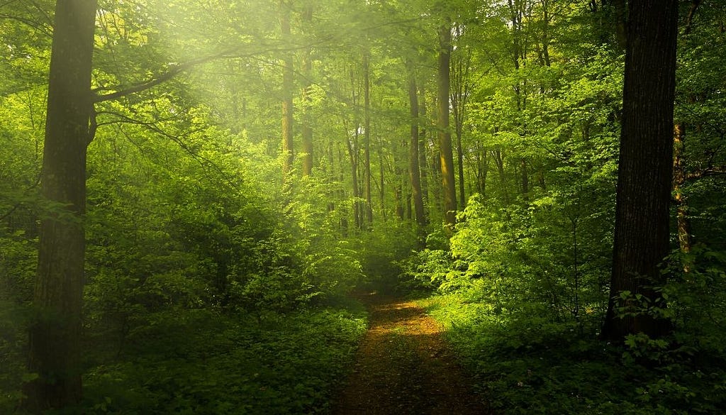 environment, life hacks, green, a forest, long walk