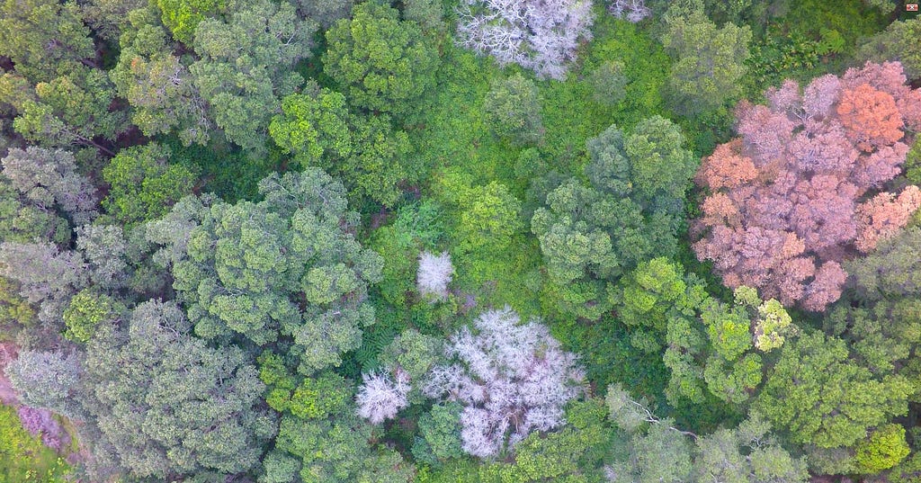 Aerial view of Rapid ʻŌhiʻa Death infected trees on Hawaiʻi Island. Canopy colors range from different shades of green, to rust, to grey.