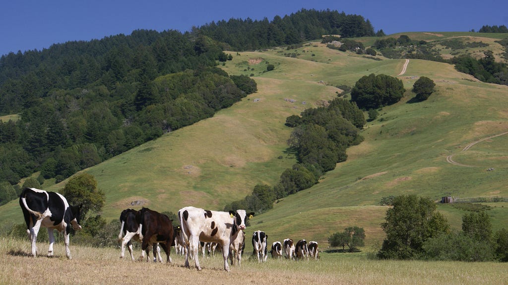 cows graze on hillside