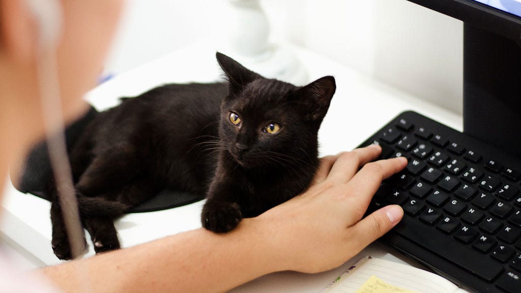 Person typing on keyboard with black cat nearby.