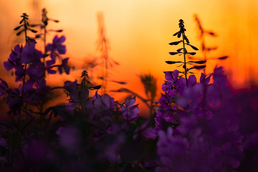 fireweed up close at sunset