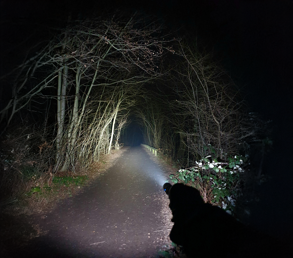 A flashlight shining through a dark forest