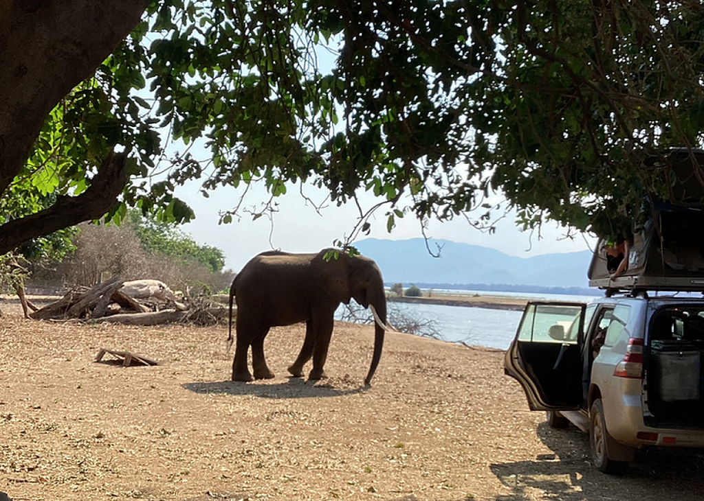 Elephant roaming in the campsite