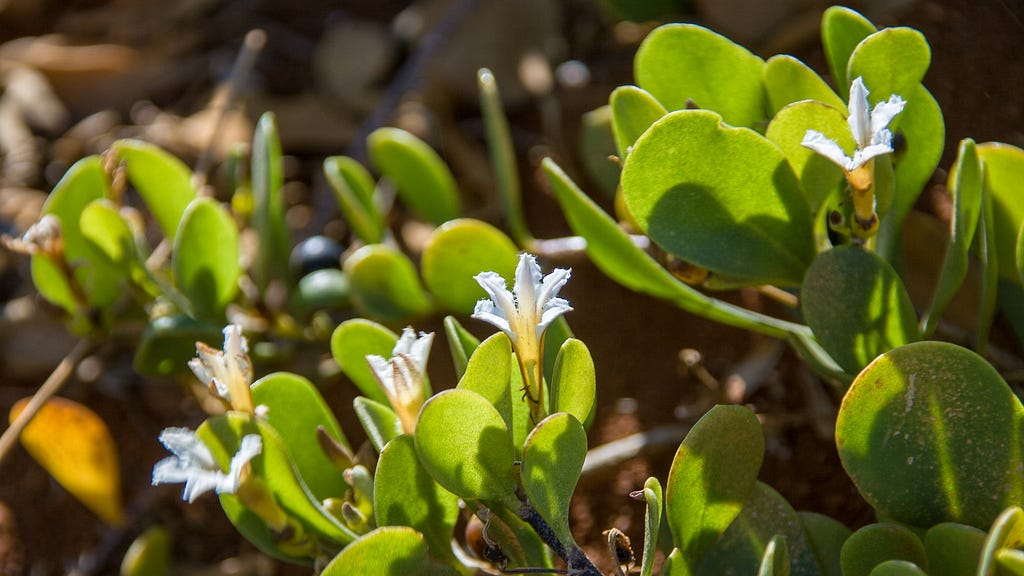 Close-up of naupaka papa (Scaevola coriacea, dwarf naupaka) plant. Dainty white half-flowers, small round dark purple fruit, and rounded green succulent leaves.