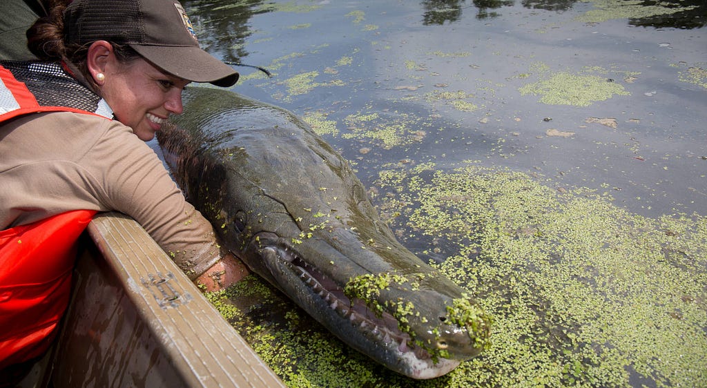 woman holding a large gar by a boat