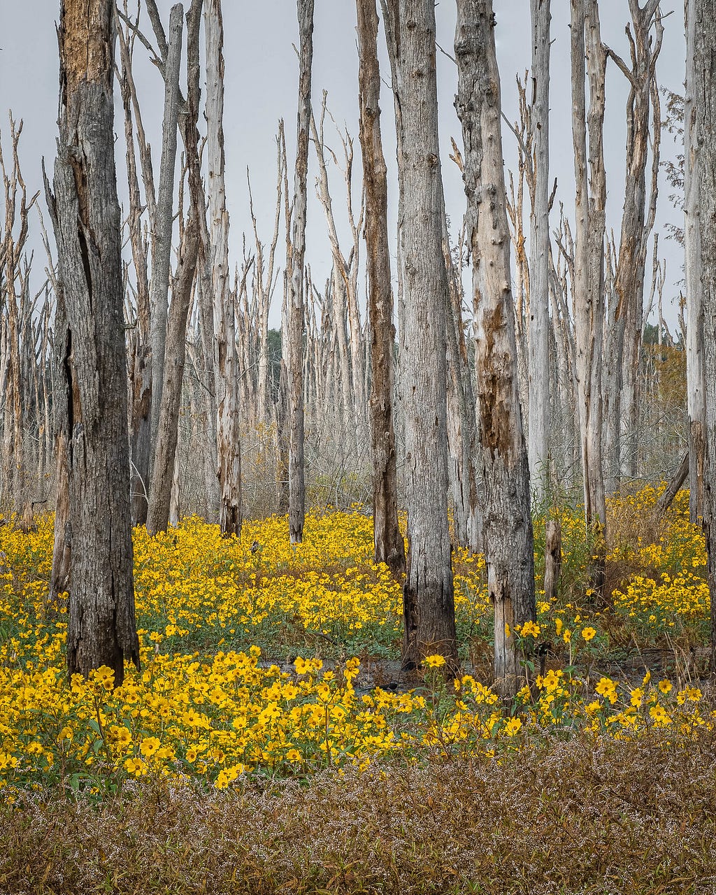 Vertical dead tree stumps across the swamp in Blackwell, Arkansas. The forest floor below the swamp is carpeted with yellow wild flowers.