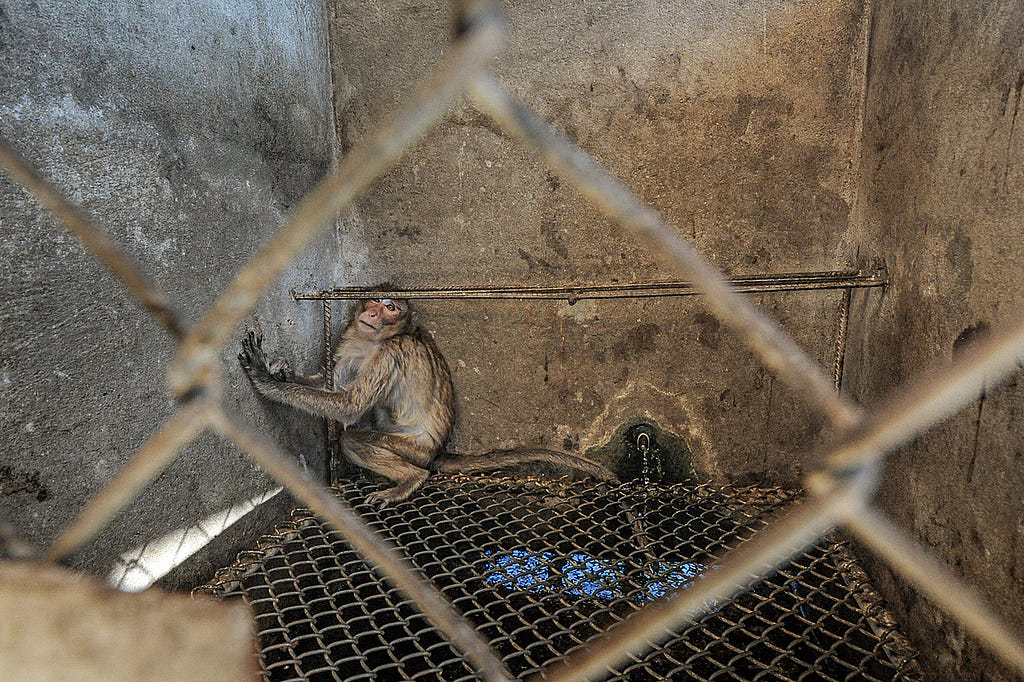 A sick monkey in quarantine at a macaque breeding facility. When we imagine animals in labs, we tend to picture the cold metal cages and white walls of a medical facility. What we don’t think of so often, and what is much less well-known, is where many of these animals come from and how they are housed before they arrive at the labs. Lao People’s Democratic Republic, 2011. Jo-Anne McArthur / We Animals Media.