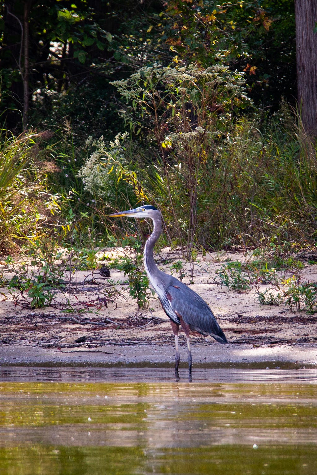 A great blue heron standing along the shore of the lake, staring to the left.