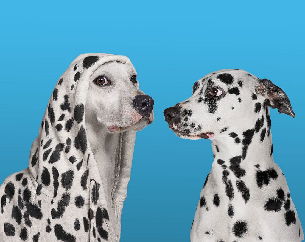 A spotted Dalmatian looks at a white dog in a hoodie with Dalmatian spots.