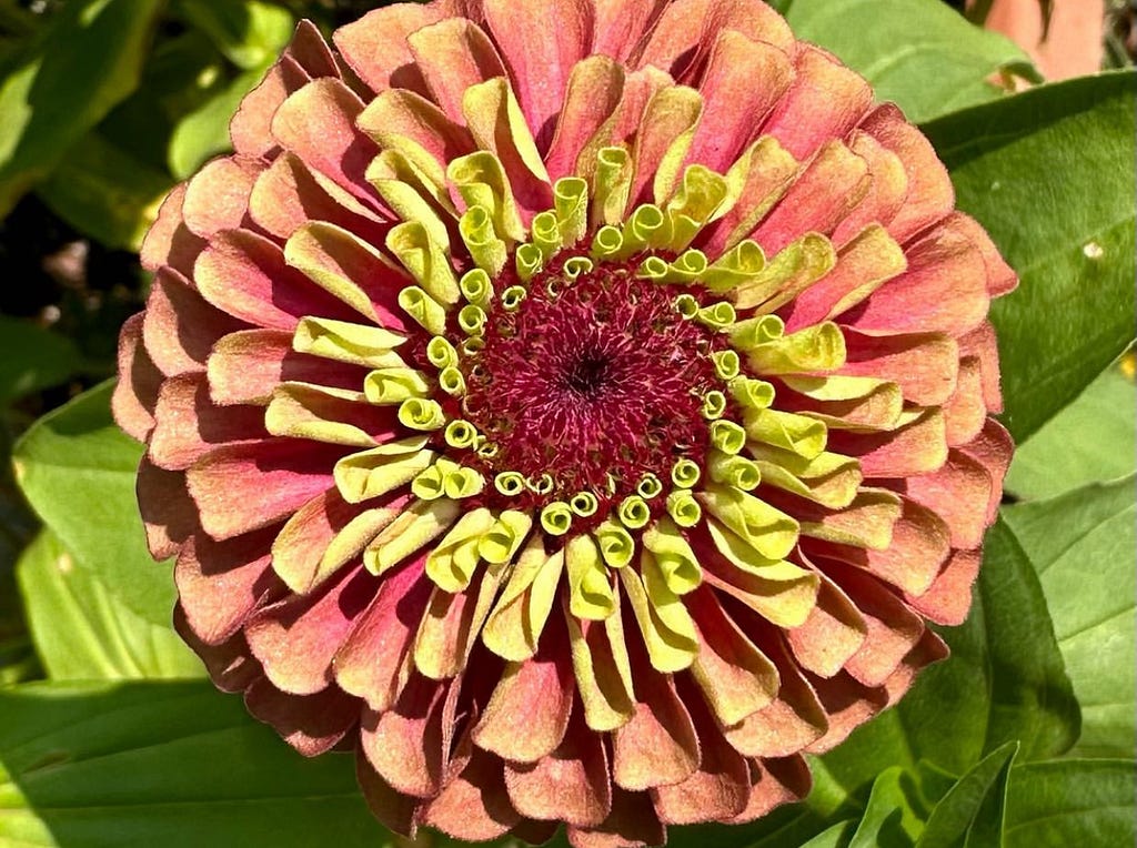 A closeup photo of a Zinnia blossom in muted tones of pink, yellow, and rose.