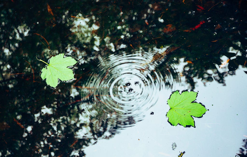 Concentric ripples on a pond showing interaction with the surface of the water.