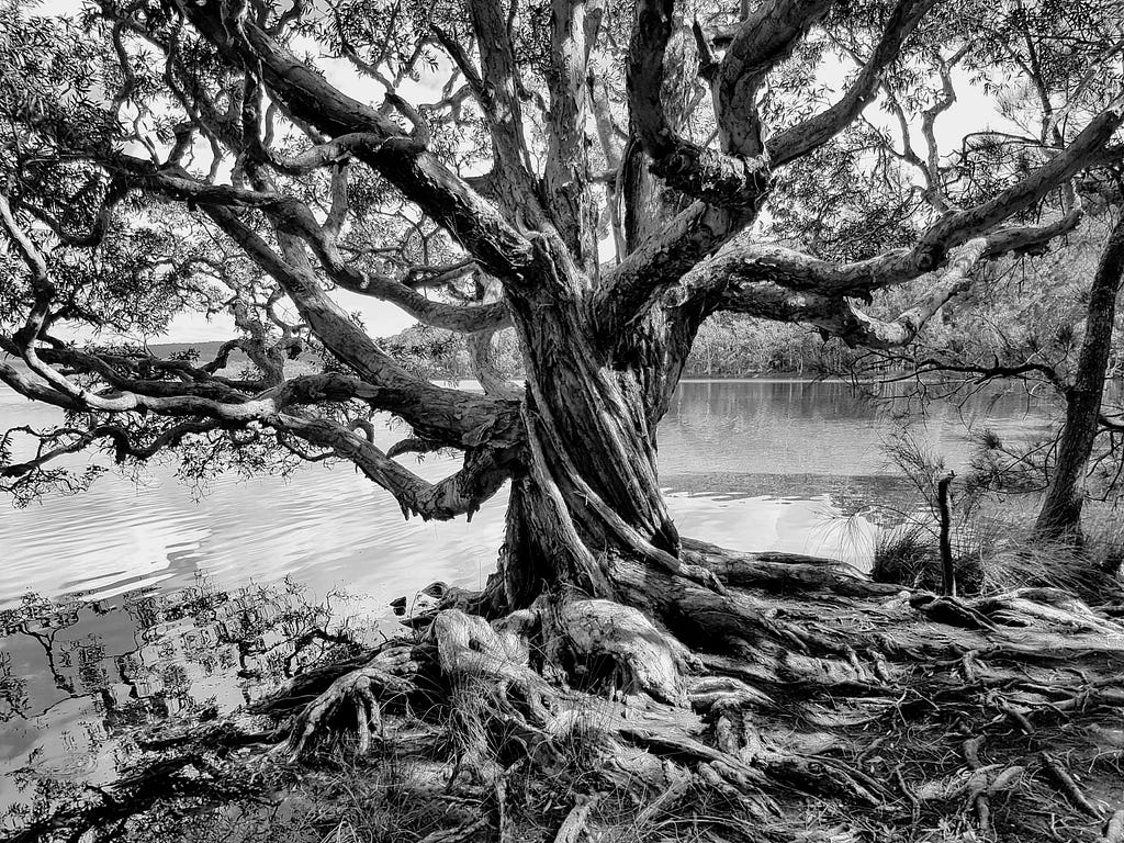 Photo of a tree in Myall Lakes National Park, NSW, Australia.