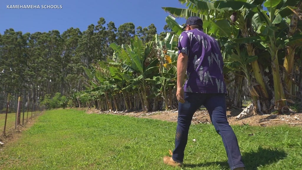 Man walking through a path with a row of plants