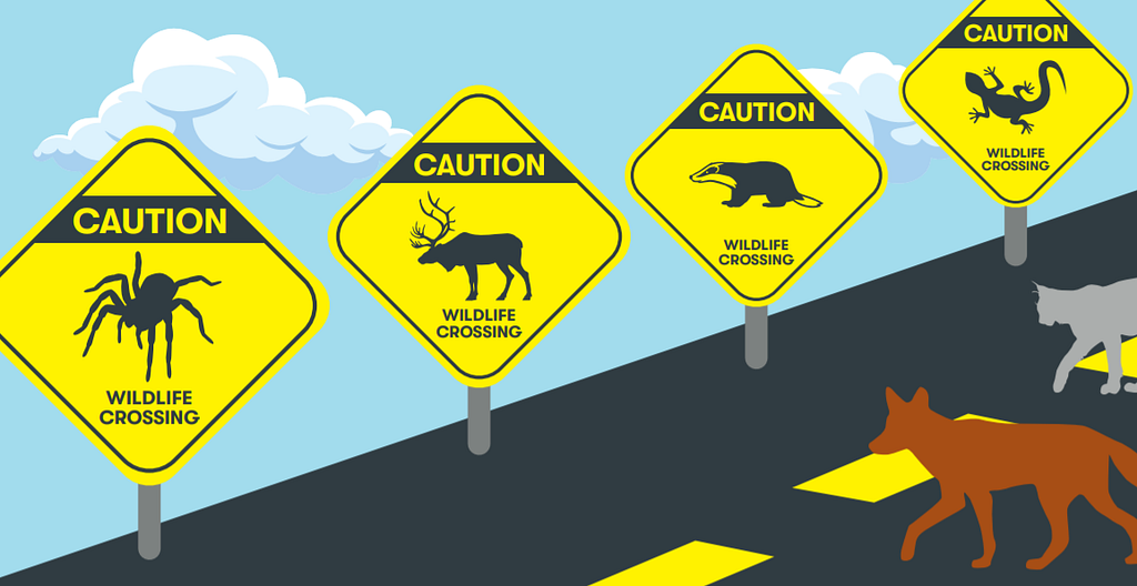 An illustration of two coyotes trying to cross a road, which features multiple caution signs.