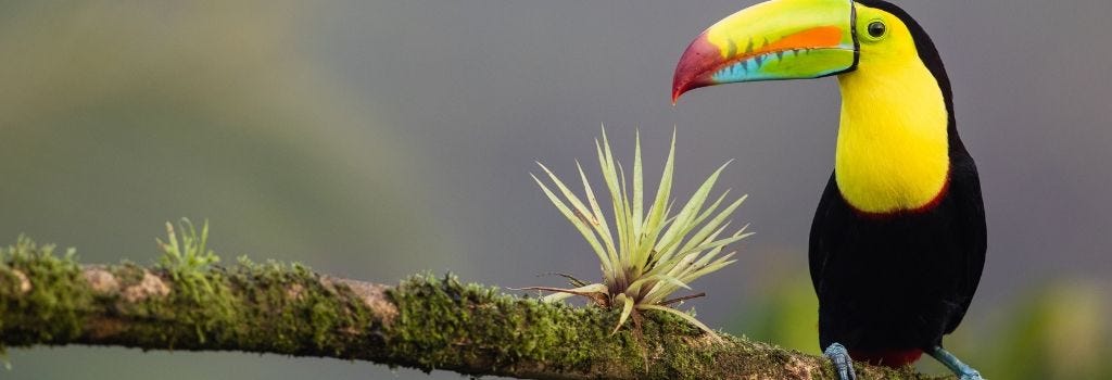 Wild parrot sitting on branch in costa rica