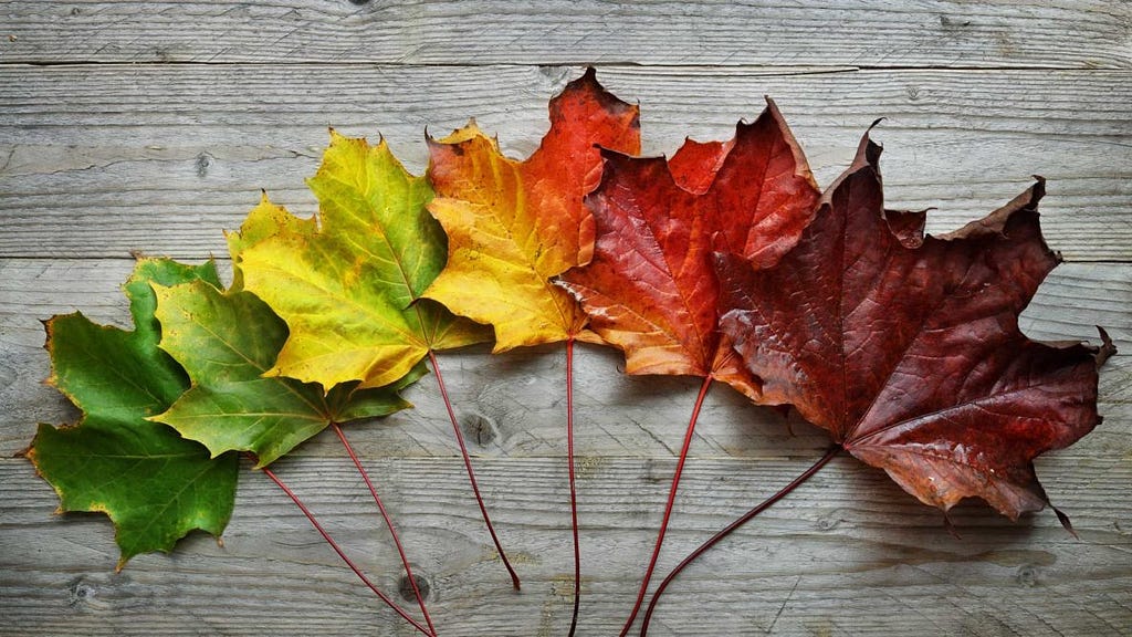 6 leaves lay together in a line varying in colour from green through to yellow, orange and then red.
