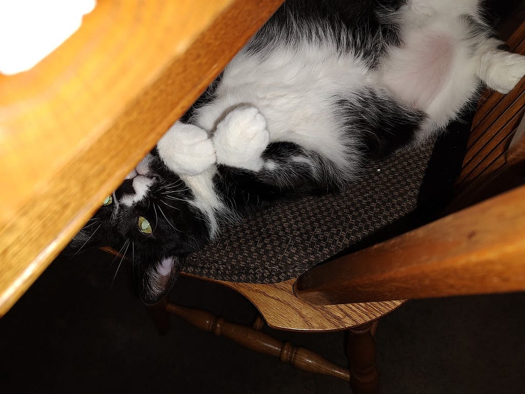 Our tuxedo cat Bootsie is lying on his back on a dining room chair