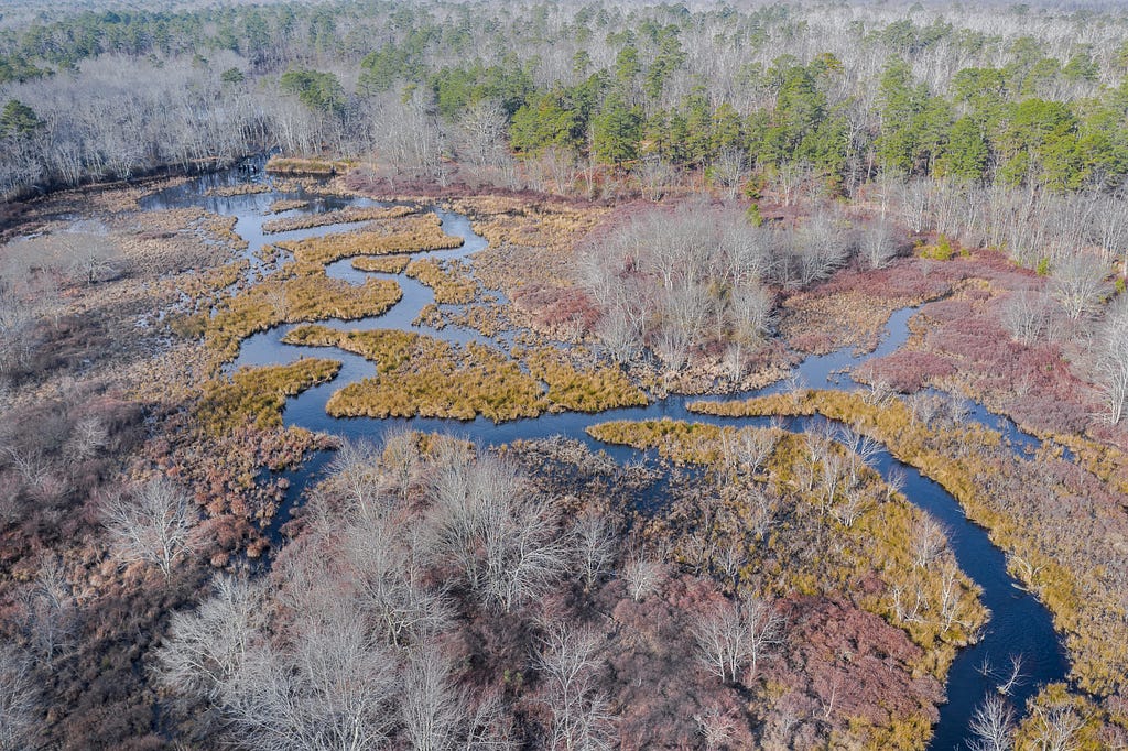Aerial view of wetland surrounded by forests