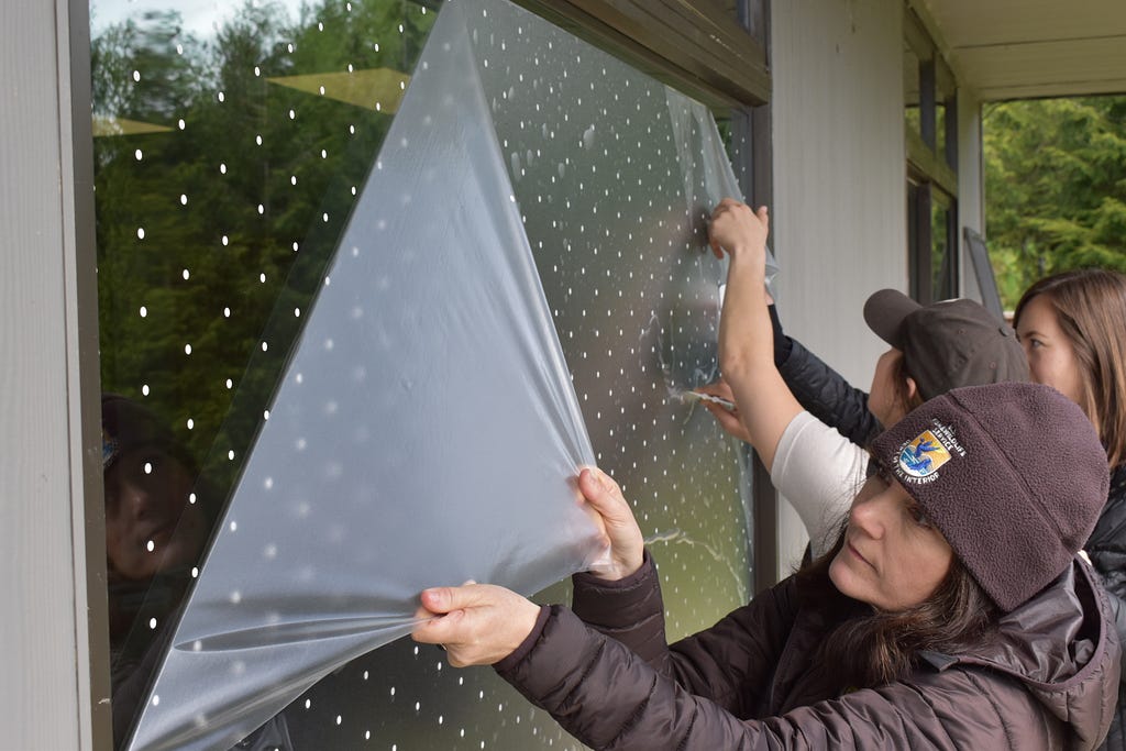 U.S. Fish and Wildlife Service employees Dawn Harris, Jenn Urmston, and Kaitlyn Landfield pull applicator film off a window at Nestucca Bay National Wildlife Refuge. There are white dots left on the window. The employees are wearing brown Service gear.