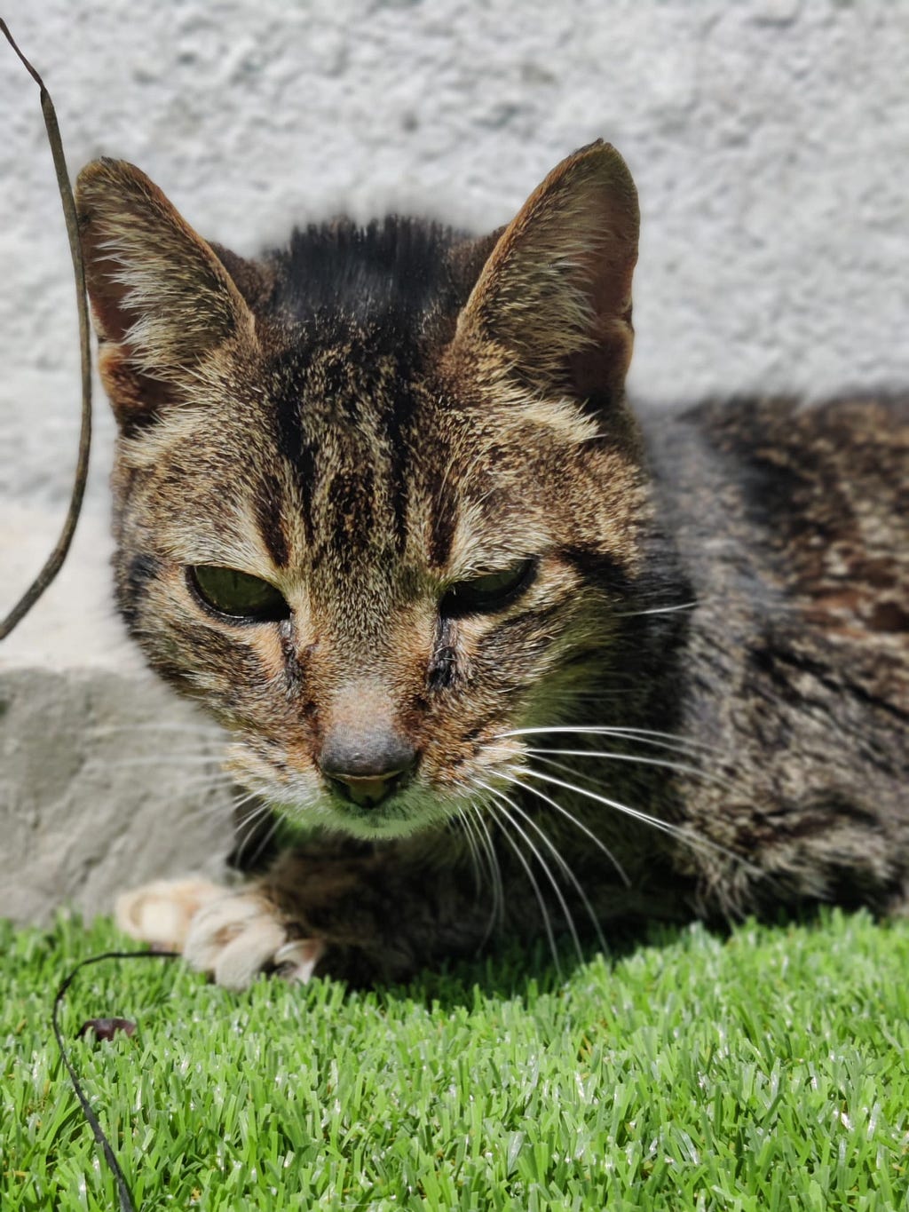 A tabby cat laying on artificial grass, soaking up the warm April sunlight