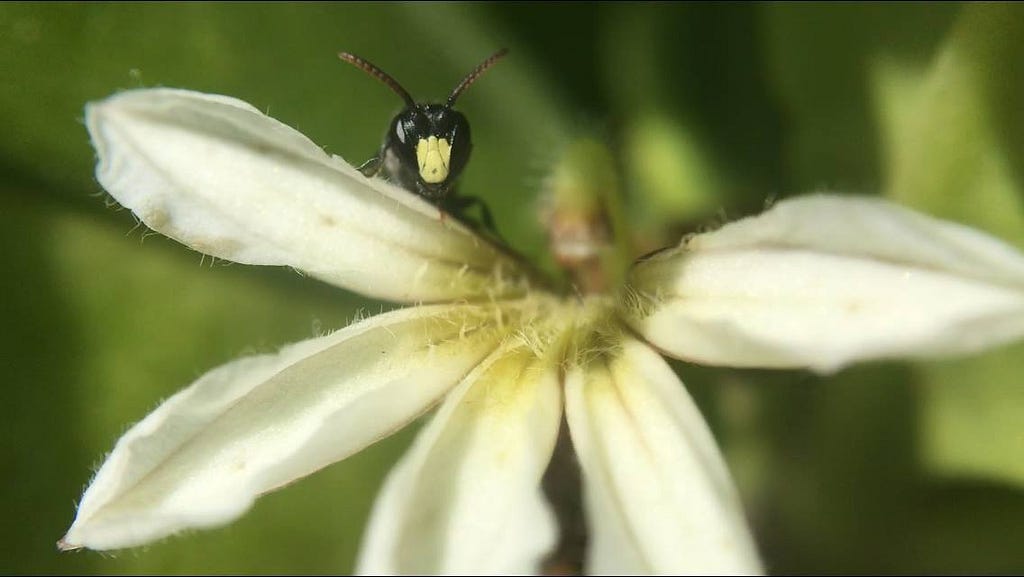 A Hawaiian yellow faced bee looks over a white flower. It has a black head with a bright yellow spot on its nose.