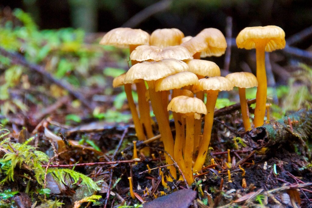 real life winter chanterelle which is represented in assassins creed valhalla