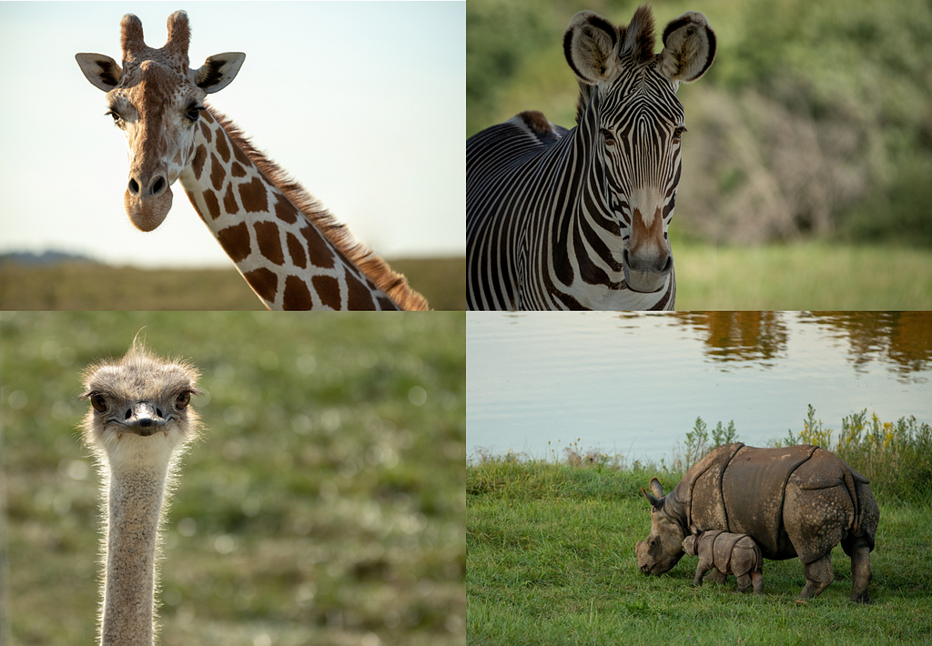 Giraffe, Zebra, Ostrich, and Rhinos are pictured. Melissa and her team at NCTC have established partnerships with The Wild, in Ohio to cover conservation related stories and get high quality imagery of international wildlife.