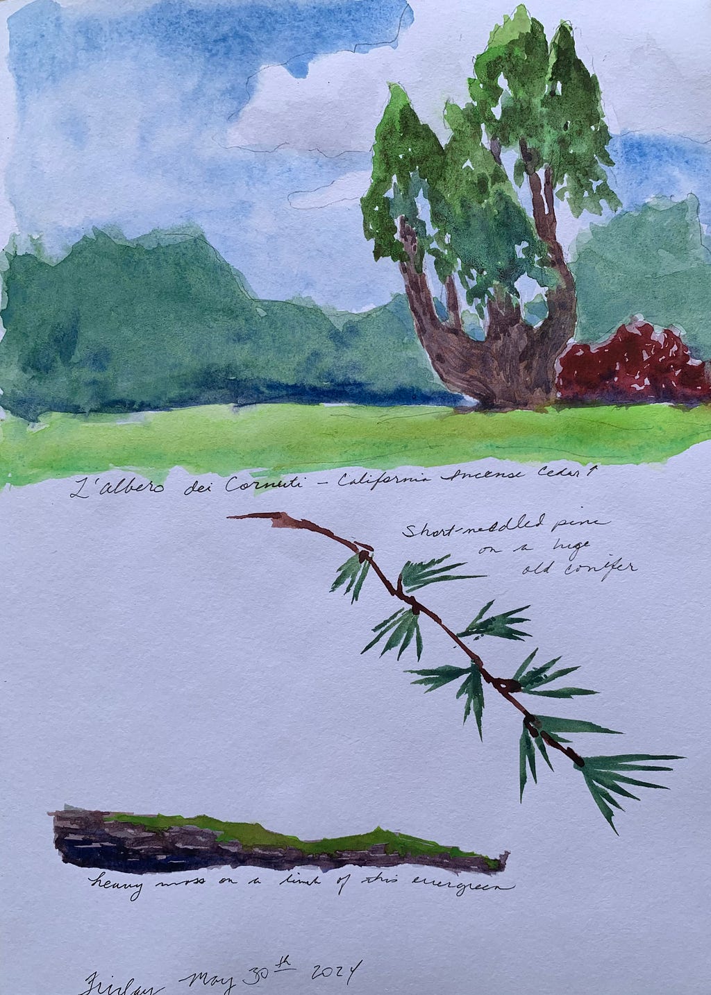 Photo of a watercolor journal entry by artist Roxanne Steed, depicting a L’Albero dei Cornuti (California Incense-cedar), a pine branch with alternating short needles, and a mossy branch at the Giardino del Boblino in Florence, Italy.