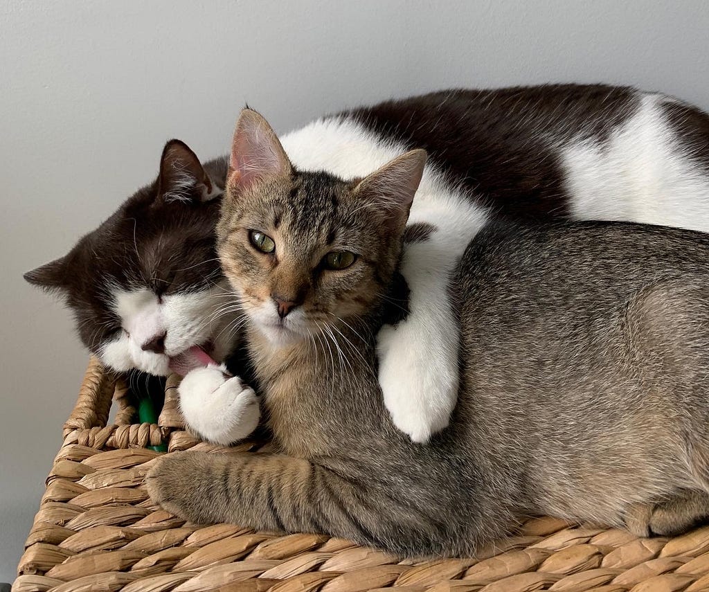 Cat lying with arm around a kitten