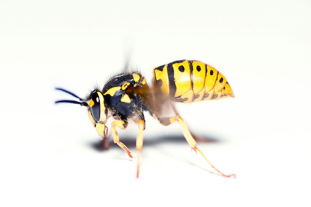 A close-up of a yellow-and-black wasp with wings blurred against a white background