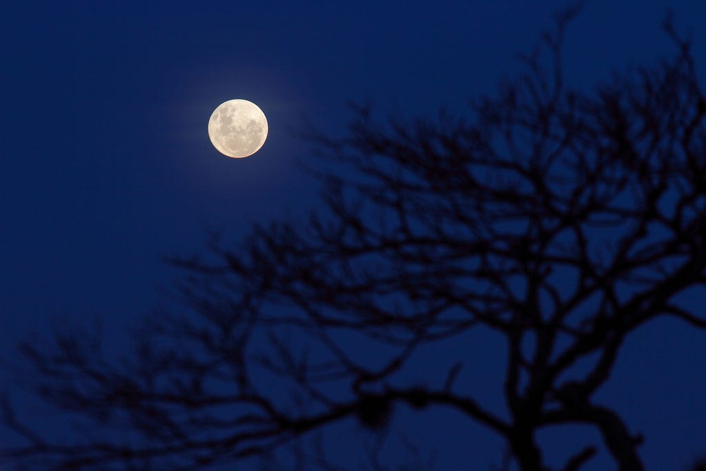 Fotografia da lua cheia em composição com uma arvore seca a contra luz.