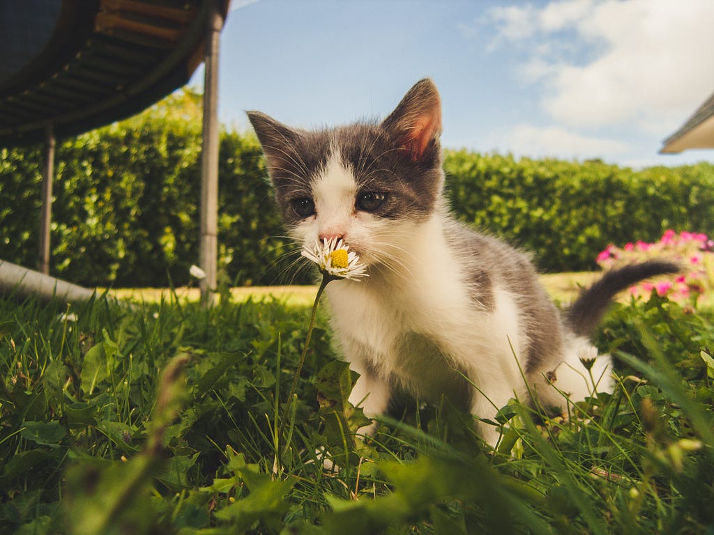 A gray and white kitten stands in the grass and smells a flower.