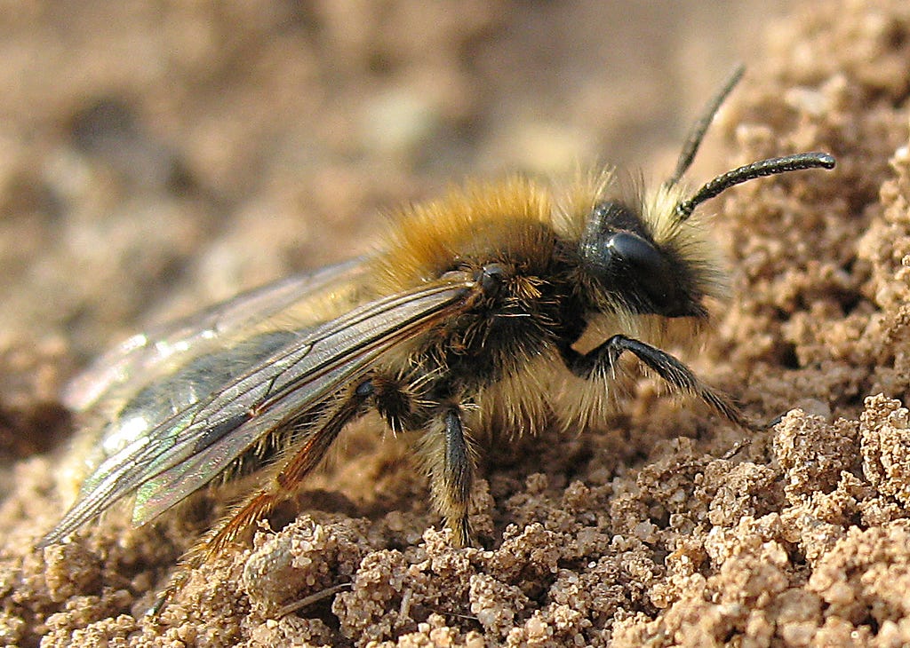 A male solitary bee emerges from his nest.