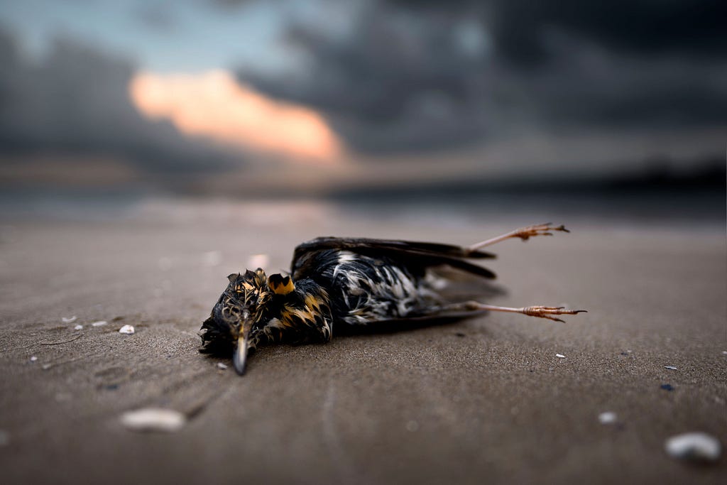 The corpse of a small bird on a beach with white and dark feathers