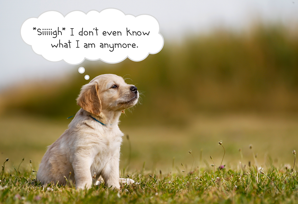 Photograph of a small Golden Retriever puppy sitting in a field of grass. She’s looking off to the side and out into the distance with a delightfully thoughtful and maybe even wistful look on her face. There’s a thought bubble above her head that says “sigh… I don’t even know what I am anymore.”