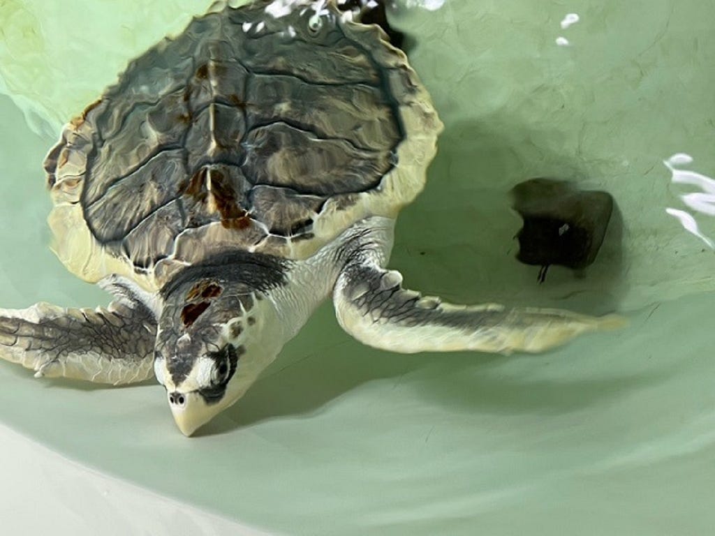 Kemp’s Ridley Sea Turtle in water