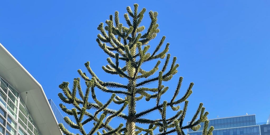 the top of the monkey puzzle tree found in san francisco’s salesforce park :o