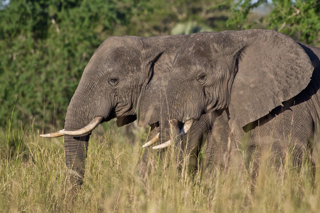 For centuries, elephants have been hunted for their tusks, either for trophies or for the art of ivory carving and jewelry making. In 1988, the United States Congress passed the African Elephant Conservation Act to establish a fund to help protect, conserve, and manage African elephants.