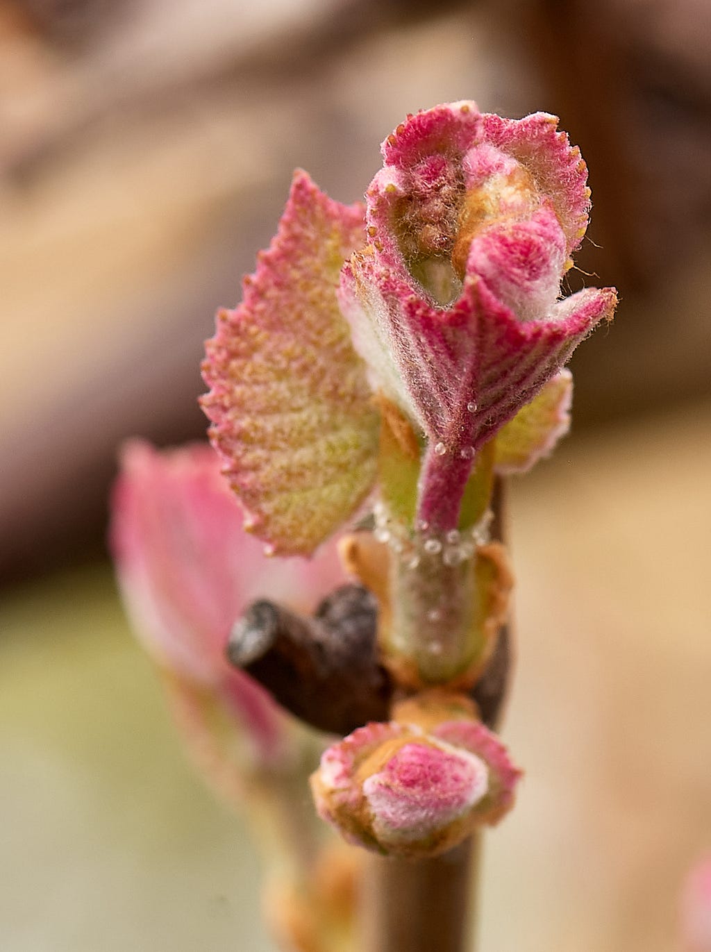 A new Concord grape bud begining to unfold exposing the early development of a cluster of grape flowers.