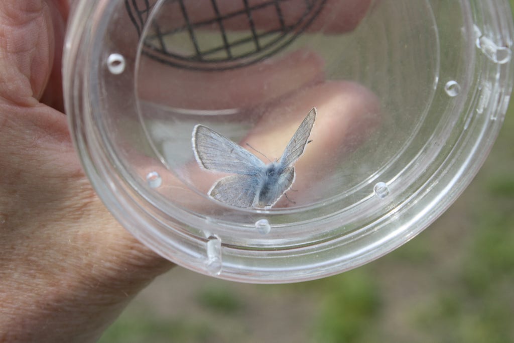 A small Alaskan blue butterfly sits in a collection cup before being released.