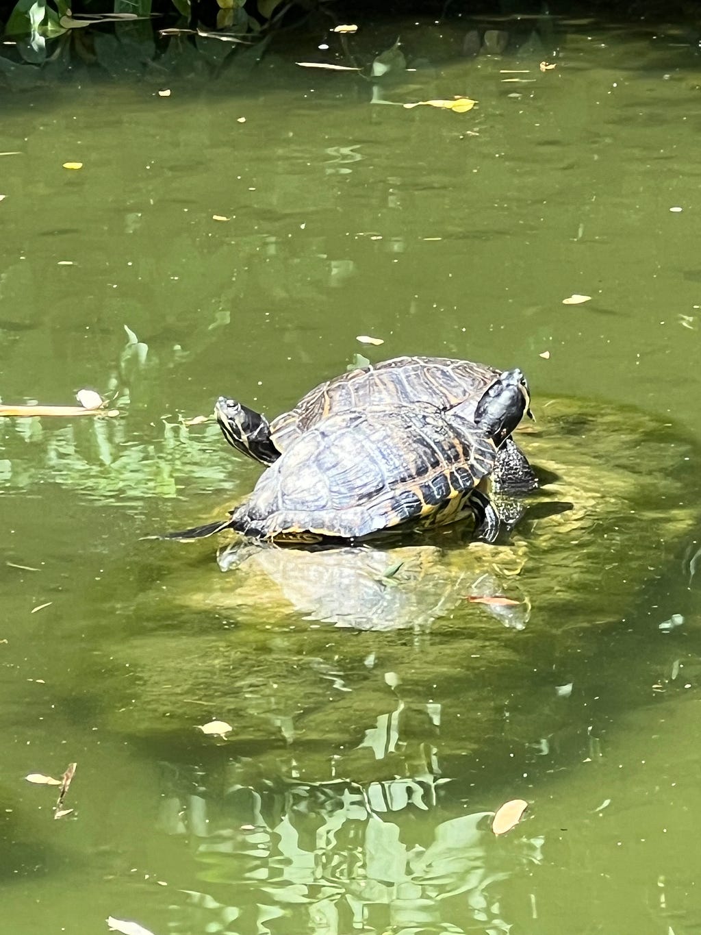 Photo of two turtles perched on a pond rock