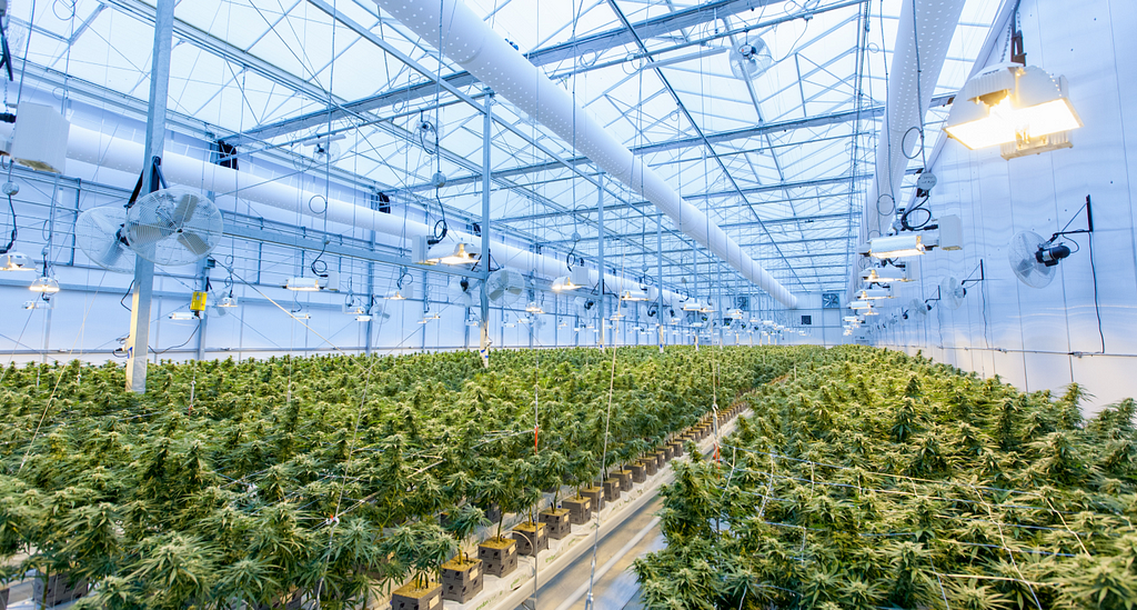 a warehouse with cannabis plants