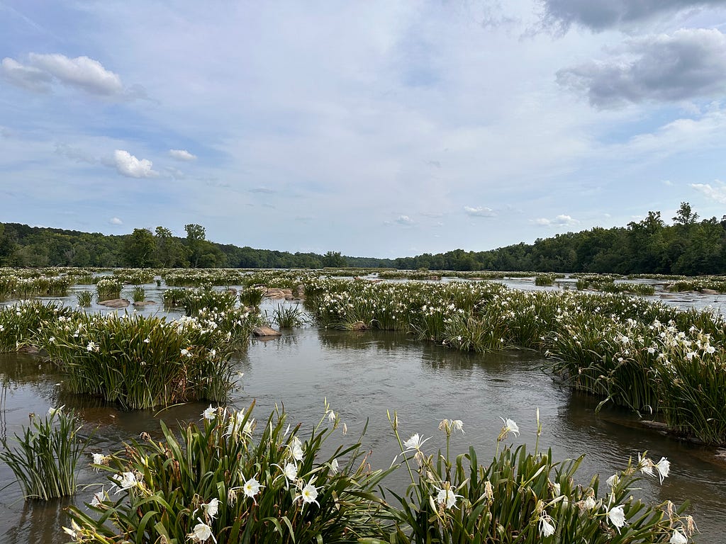 Wide landscape of Spider Lily clumps sporadically spaced 10–20 feet apart in shallow water.