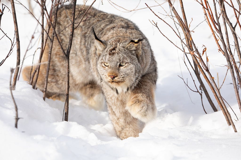 Canada lynx with large paws walking on atop snowy landscape