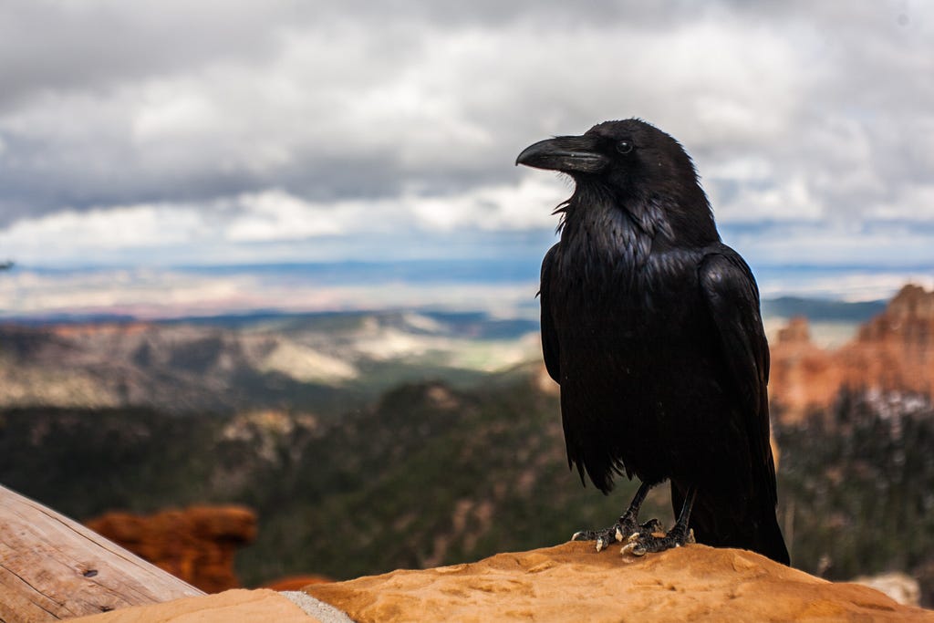 A raven is sitting on a hill in bright sunny day at a far desert place