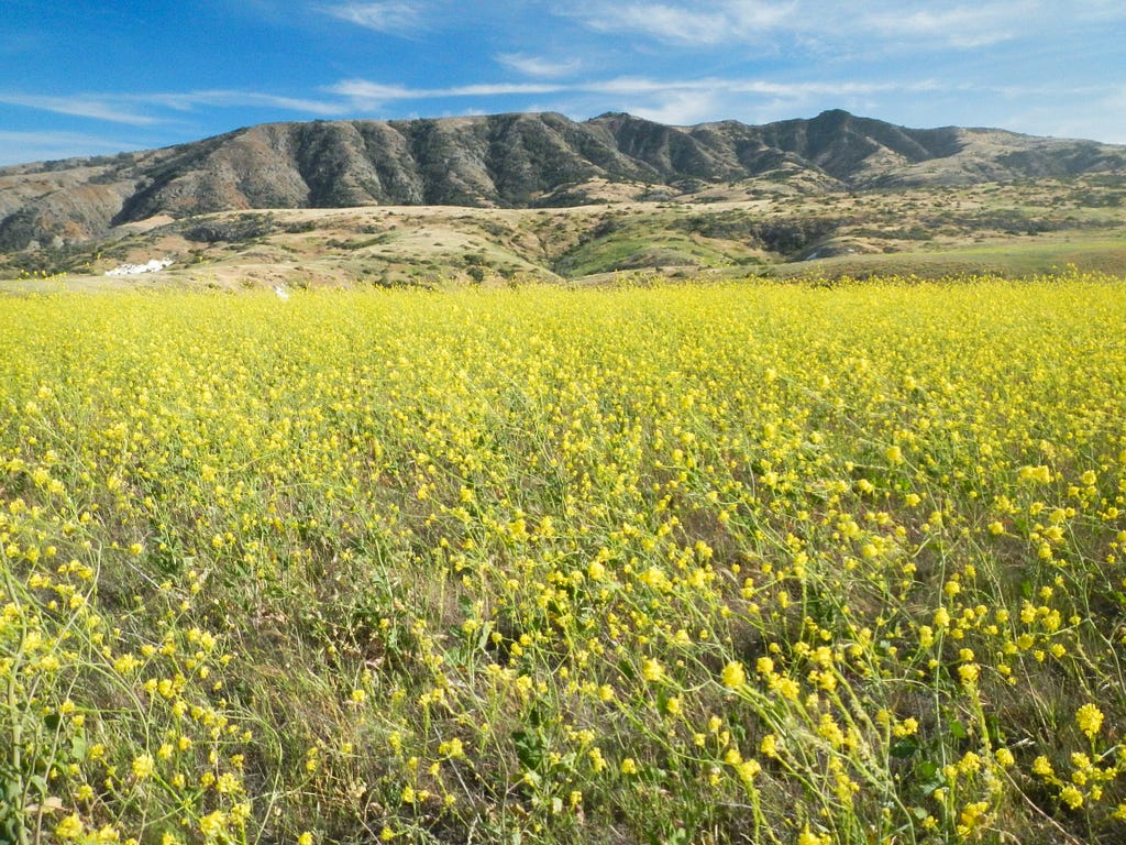 Fields of wild yellow mustard flowers bloom in May along the Potato Harbor Trail that starts at Scorpion campground on Santa Cruz Island in Channel Islands National Park in California. (copyright April Orcutt — all rights reserved)