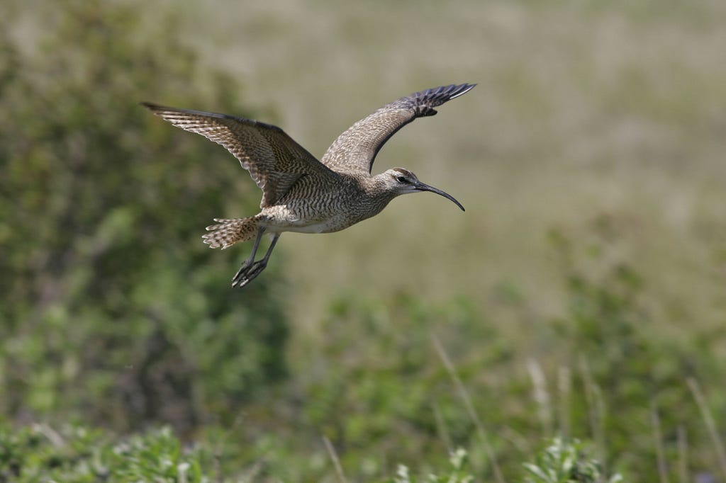 a whimbrel in flight