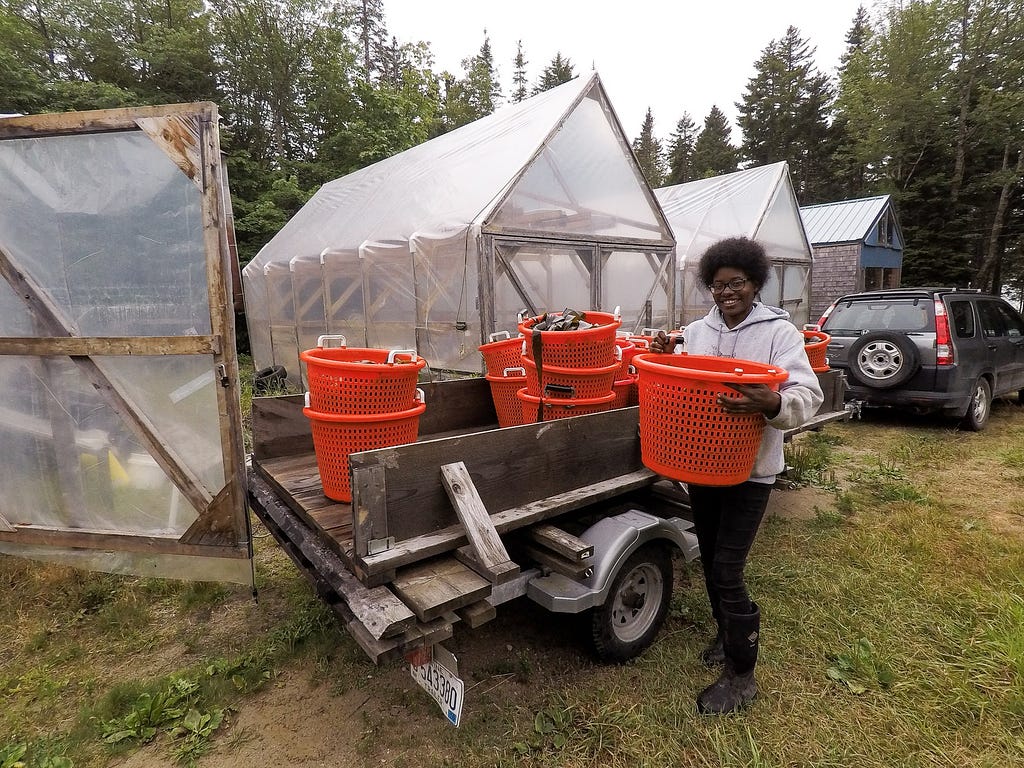 Simone wears a light gray hoodie, black pants and almost knee-length black boots. She holds a bright orange basket filled with freshly harvested seaweed off a cove in Steuben, Maine. She stands next to a medium sized wooden cart that has more orange baskets filled with freshly harvest seaweed. In the background are three plastic housing structures where seaweed is dried, a fourth housing structure further back and a black car behind Simone. Surrounding the area are tall green conifer trees.