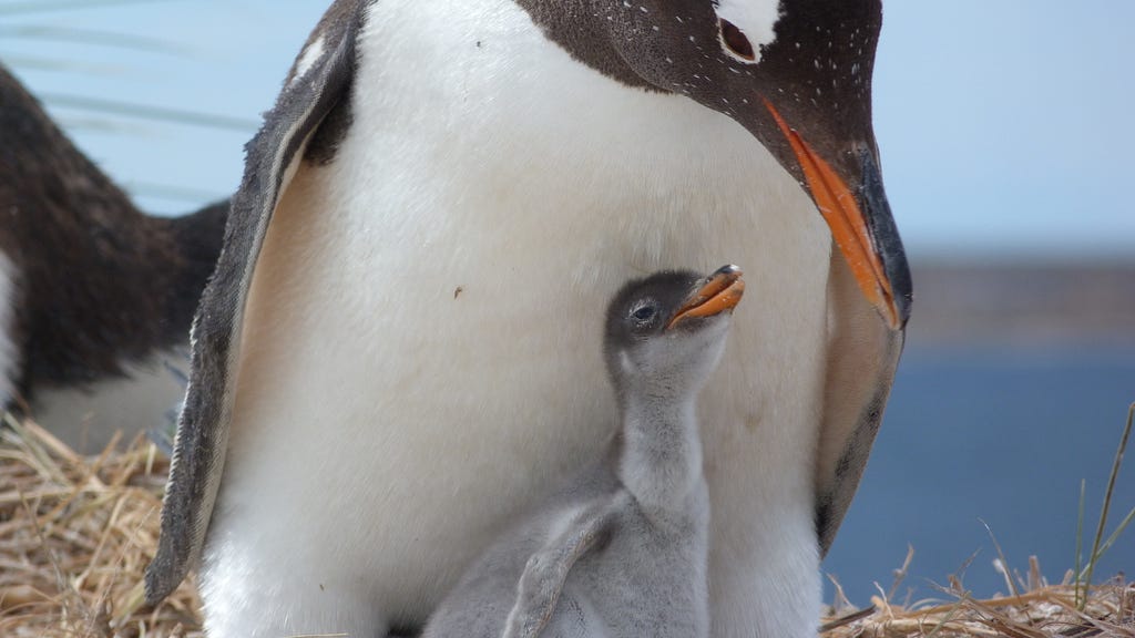 A gentoo penguin with its chick