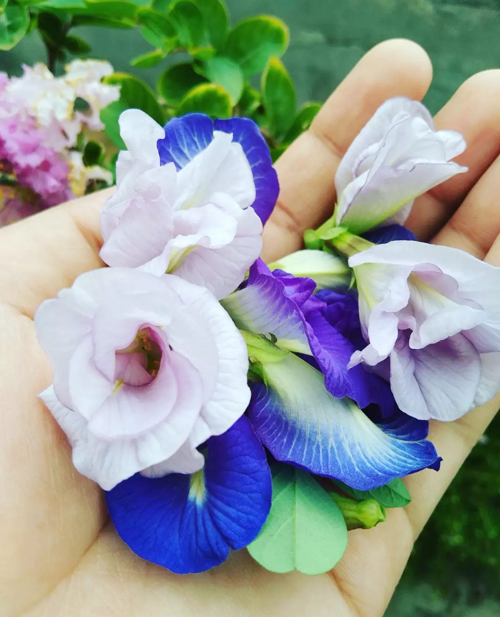 Butterfly Pea Flowers in the palm of my hand